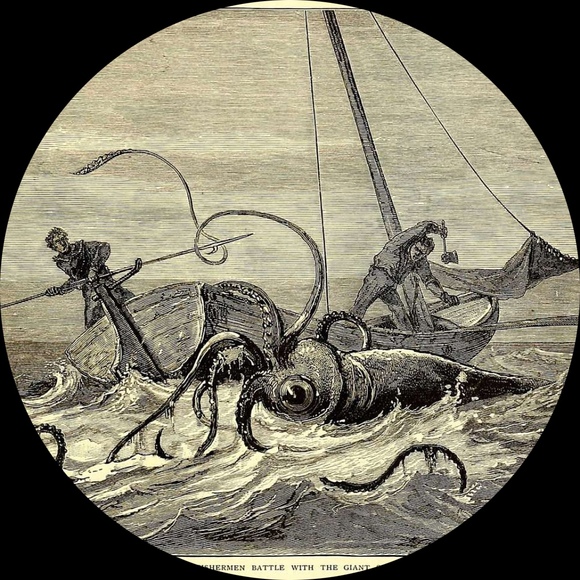 architeuthis